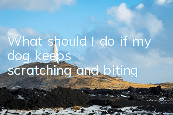 TWhat should I do if my dog ​​keeps scratching and biting?