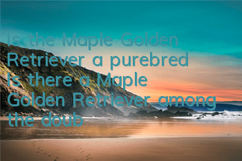 Is the Maple Golden Retriever a purebred? Is there a Maple Golden Retriever among the double-blood Golden Retrievers?