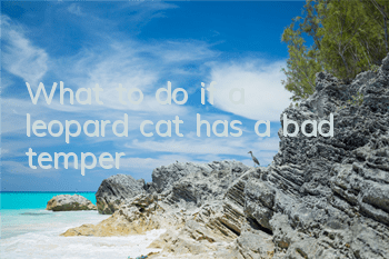 What to do if a leopard cat has a bad temper