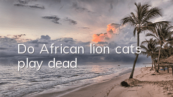 Do African lion cats play dead?