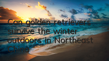 Can golden retrievers survive the winter outdoors in Northeast China?