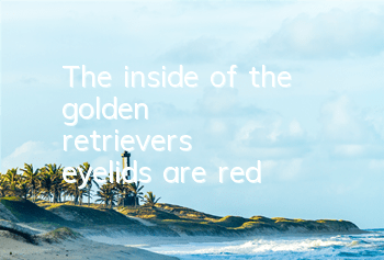The inside of the golden retriever's eyelids are red