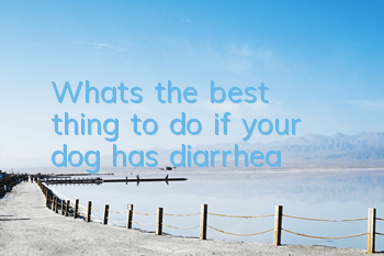 TWhat’s the best thing to do if your dog has diarrhea?