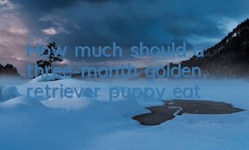 How much should a three-month golden retriever puppy eat every day?