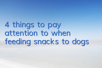 T4 things to pay attention to when feeding snacks to dogs