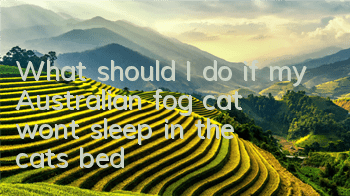 What should I do if my Australian fog cat won’t sleep in the cat’s bed?