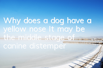 Why does a dog have a yellow nose? It may be the middle stage of canine distemper!