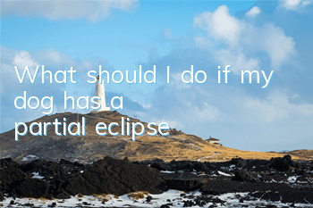 TWhat should I do if my dog ​​has a partial eclipse?