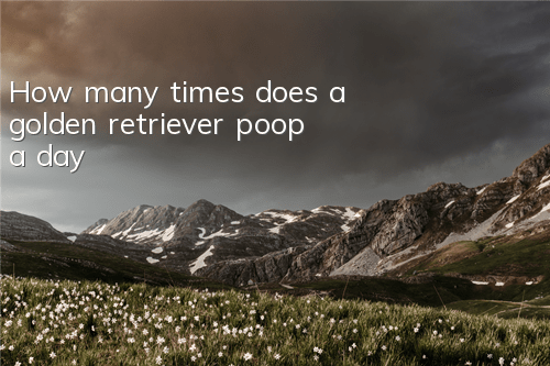 How many times does a golden retriever poop a day?
