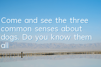 Come and see the three common senses about dogs. Do you know them all?