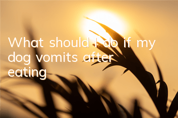 TWhat should I do if my dog ​​vomits after eating?