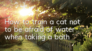 How to train a cat not to be afraid of water when taking a bath