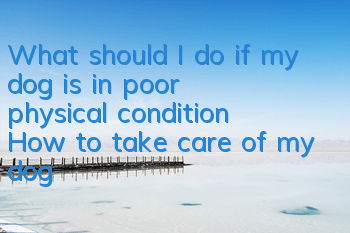 What should I do if my dog ​​is in poor physical condition? How to take care of my dog’s body?