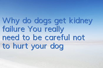 Why do dogs get kidney failure? You really need to be careful not to hurt your dog!