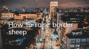 How to raise border sheep