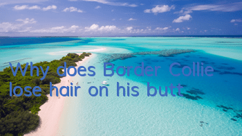 Why does Border Collie lose hair on his butt?