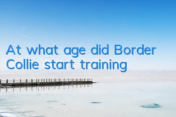 At what age did Border Collie start training?