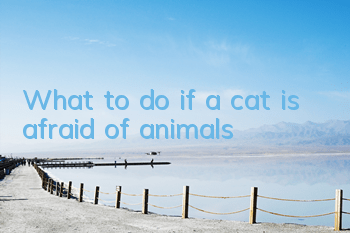 What to do if a cat is afraid of animals