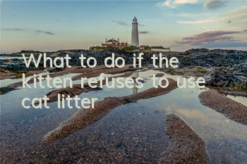 What to do if the kitten refuses to use cat litter