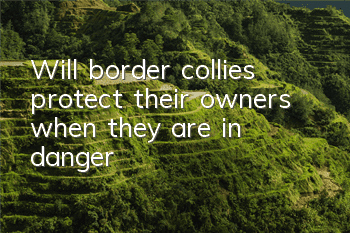 Will border collies protect their owners when they are in danger?