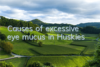 TCauses of excessive eye mucus in Huskies