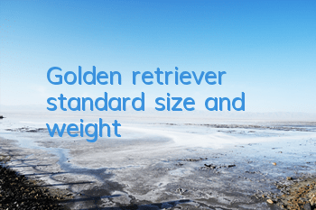 Golden retriever standard size and weight