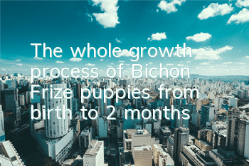 The whole growth process of Bichon Frize puppies from birth to 2 months