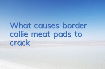 What causes border collie meat pads to crack?