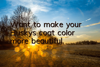 Want to make your Husky’s coat color more beautiful?