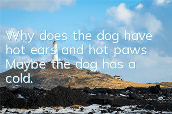 Why does the dog have hot ears and hot paws? Maybe the dog has a cold.