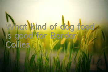 What kind of dog food is good for Border Collies?