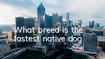 What breed is the fastest native dog?