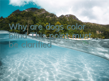 Why are dogs color blind? This point must be clarified