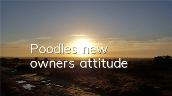 Poodle’s new owner’s attitude