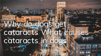 Why do dogs get cataracts? What causes cataracts in dogs?