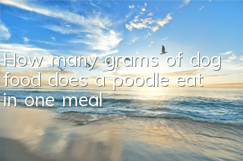 THow many grams of dog food does a poodle eat in one meal?