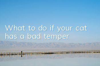 What to do if your cat has a bad temper