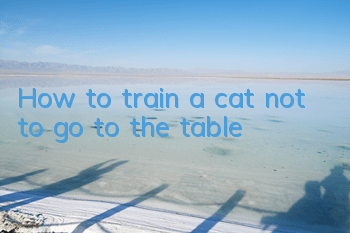 How to train a cat not to go to the table