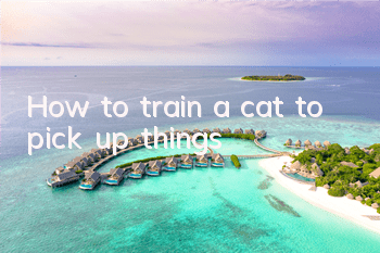 How to train a cat to pick up things