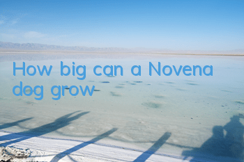 How big can a Novena dog grow?