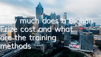 How much does a Bichon Frize cost and what are the training methods?