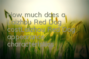 How much does a Laizhou Red Dog cost_Laizhou Red Dog appearance characteristics