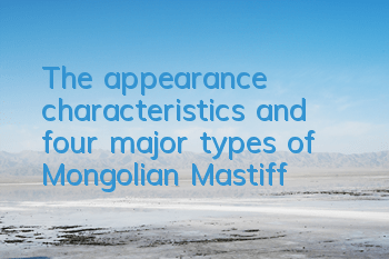The appearance characteristics and four major types of Mongolian Mastiff