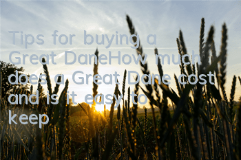 Tips for buying a Great Dane_How much does a Great Dane cost and is it easy to keep?