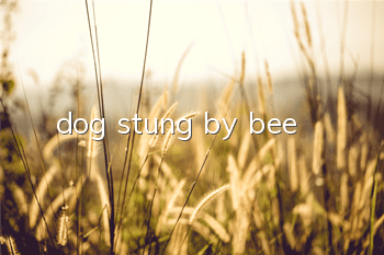 dog stung by bee
