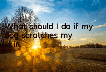What should I do if my dog ​​scratches my skin?