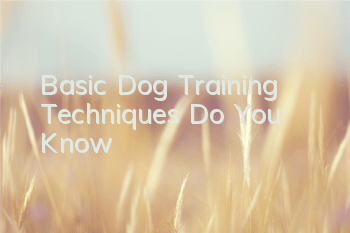 Basic Dog Training Techniques Do You Know?