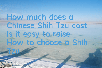 How much does a Chinese Shih Tzu cost? Is it easy to raise? How to choose a Shih Tzu