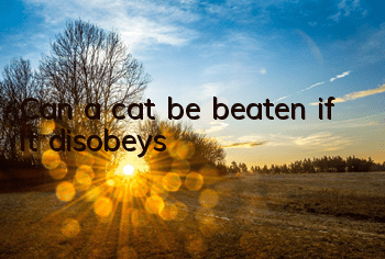Can a cat be beaten if it disobeys?