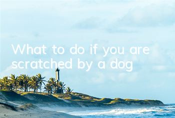 What to do if you are scratched by a dog